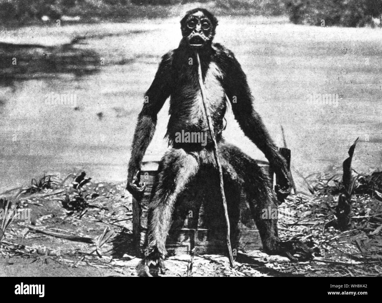 Affe Foto von Francis de Loys 1929 getroffen Stockfoto