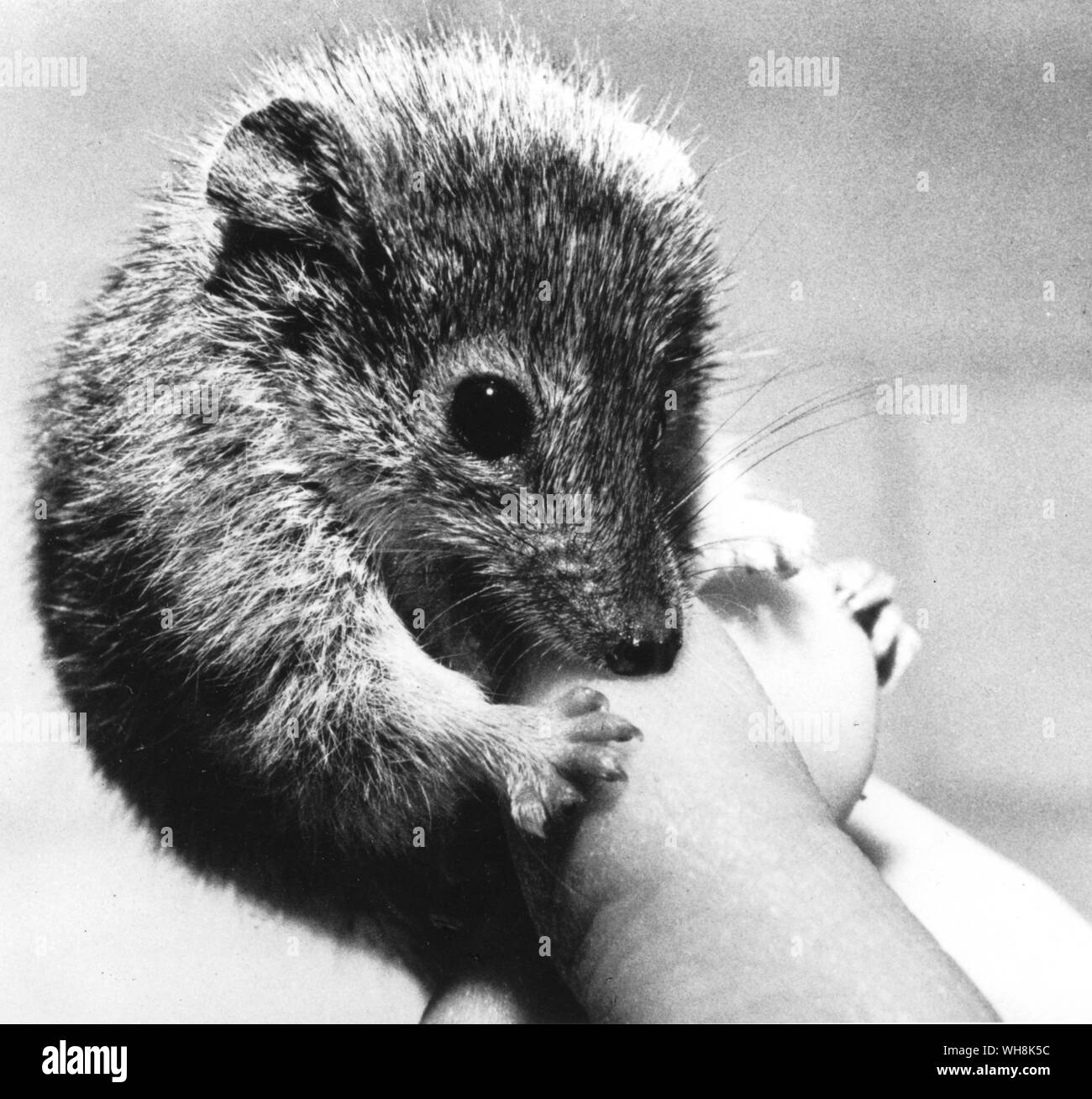 Ein beuteltier Maus in Australien 1975 entdeckt Stockfoto