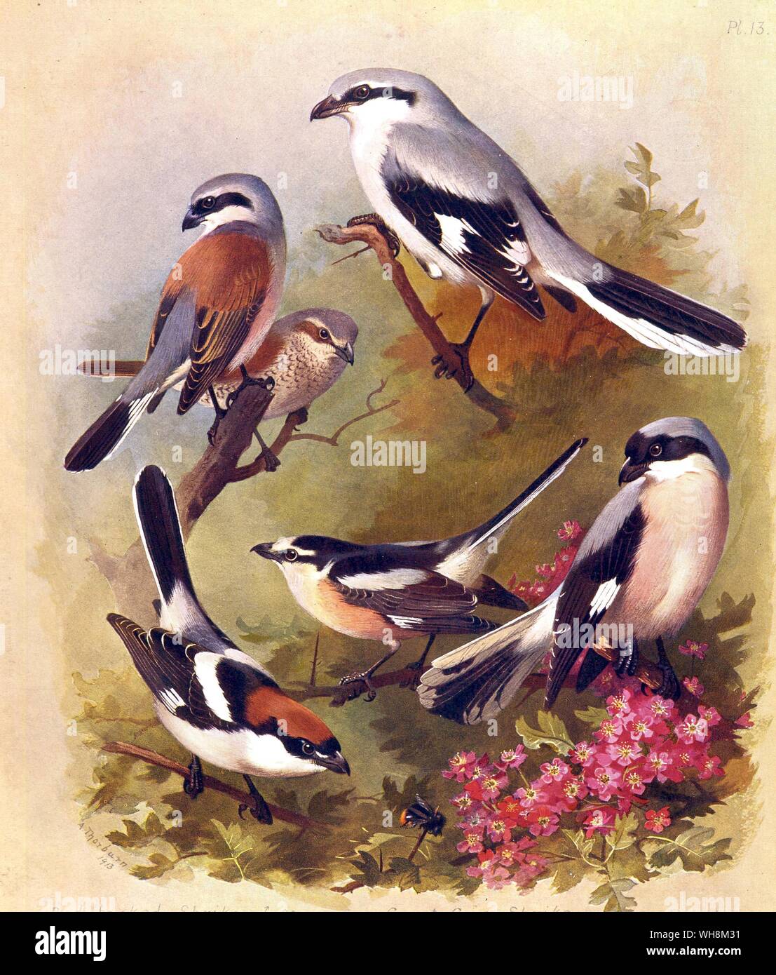 Red Backed Würger. Maskierte Shrike. Rotkopfwürger Shrike. Lesser Grey Shrike und Great Grey Shrike Stockfoto
