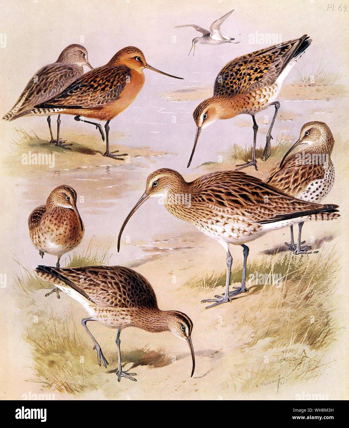 Schwarz Tailed Godwit. Bar Tailed Godwit. Brachvögel. Slender Billed Curlew. Regenbrachvogel und Eskimo curlew Stockfoto