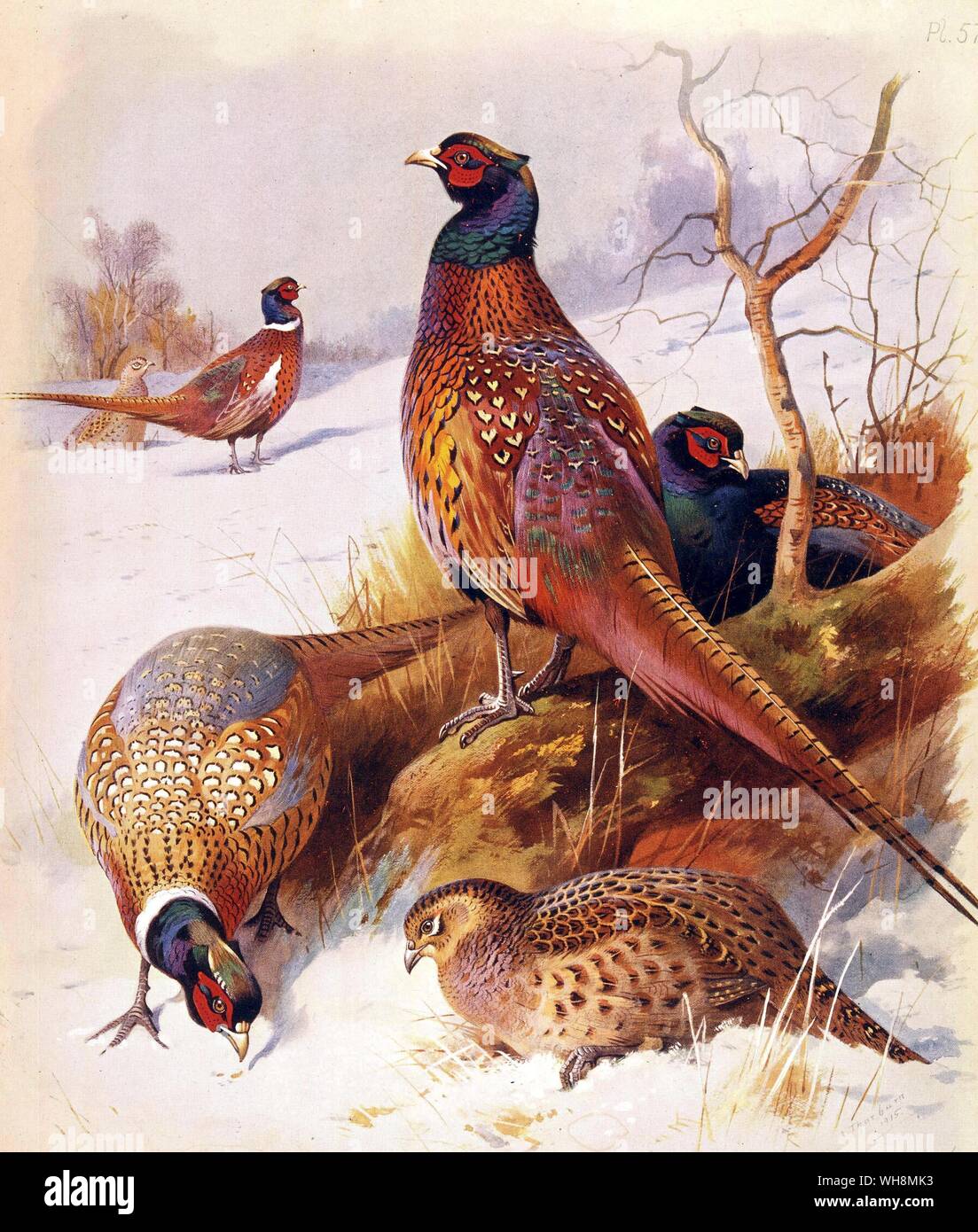 Mongolische Phesant. Japanische Phesant. Schwarz Necked Phesant Grau Rumped Phesant Stockfoto