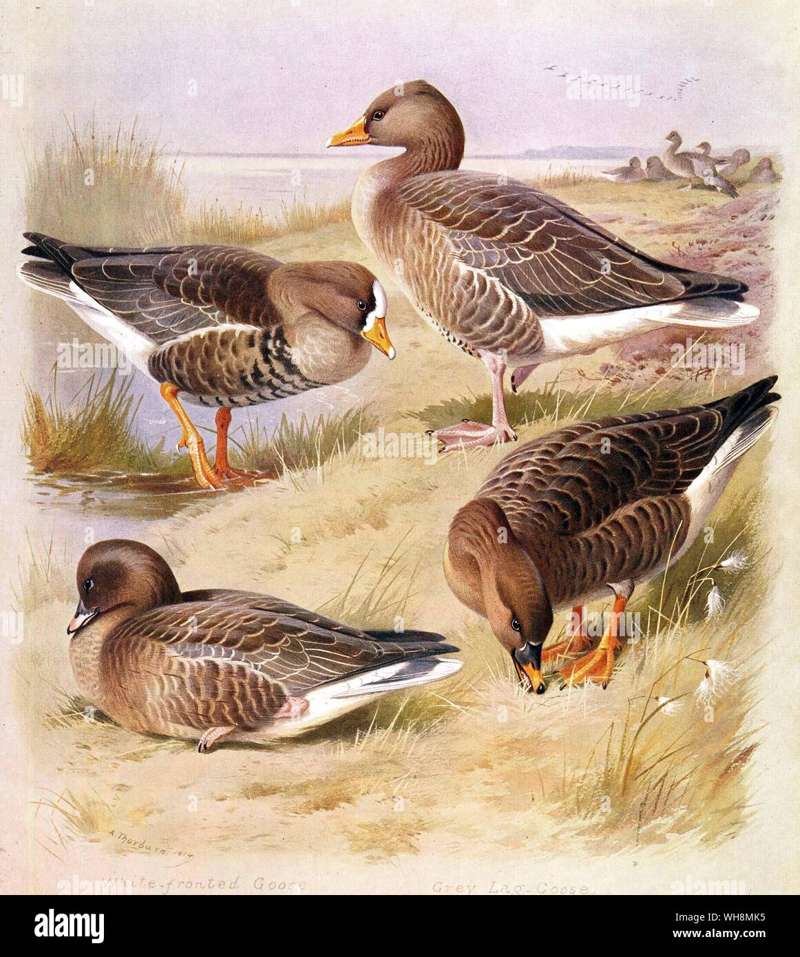 White fronted goose. Graugans. Rosa Footed Goose. Bean Goose Stockfoto