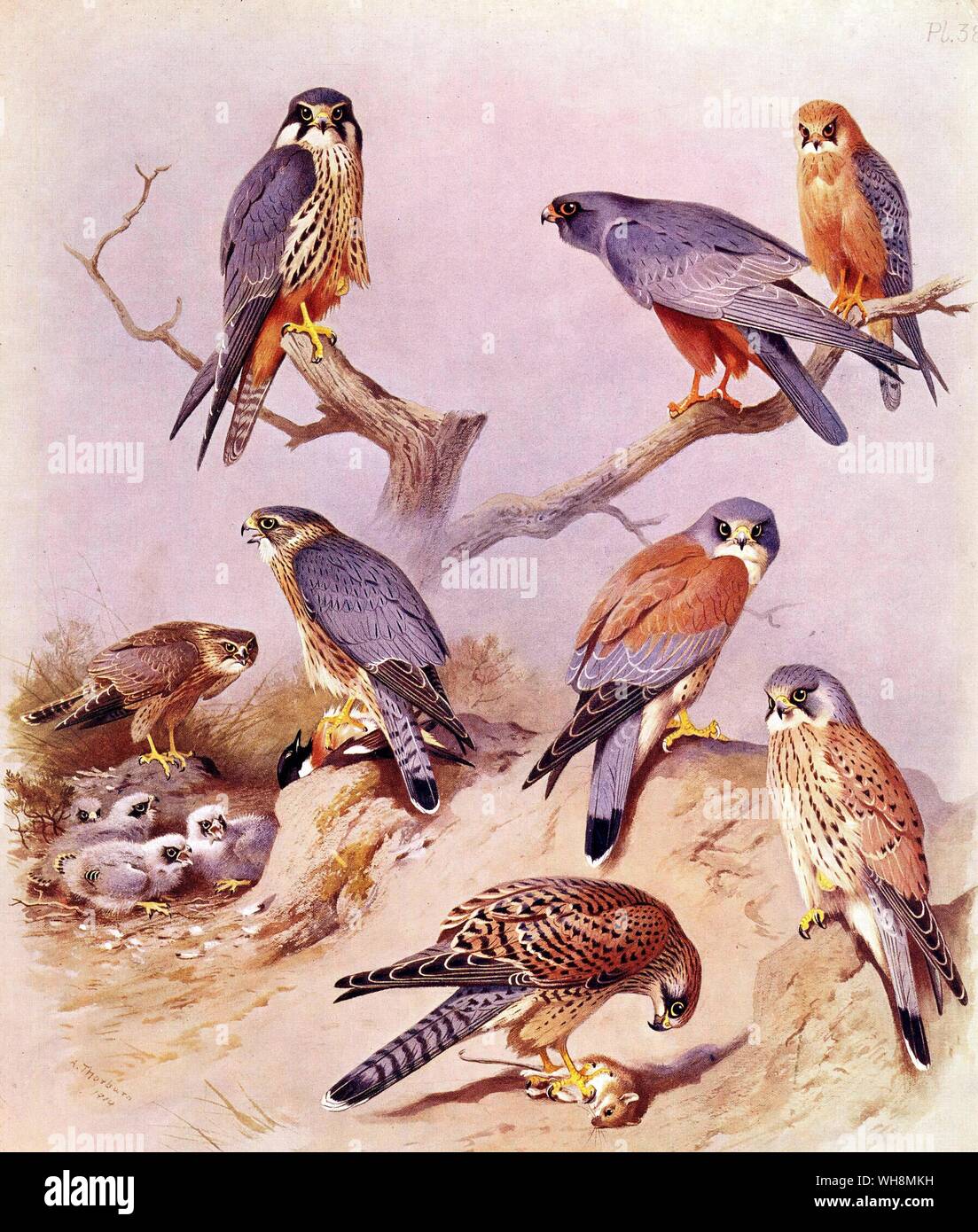 Hobby. Merlin. Red Footed Falcon. Lesser Kestrel und Kestrel Stockfoto