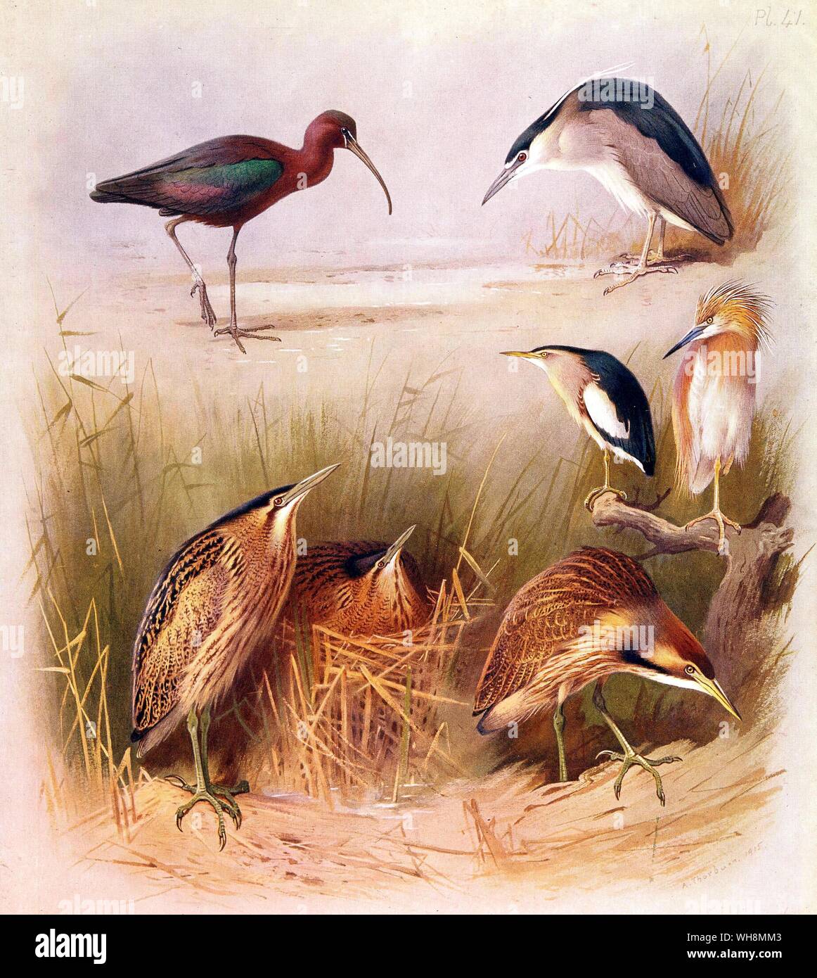 Glossy Ibis. Night Heron wenig Rohrdommel. Squacco Heron. Gemeinsame Rohrdommel. Amerikanische Rohrdommel Stockfoto