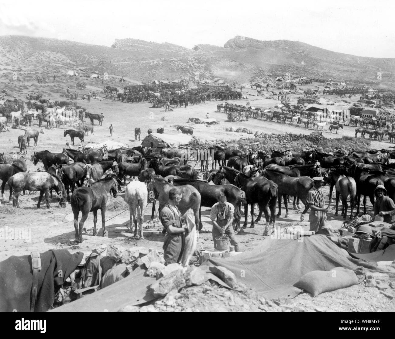 August 1915 der Kommandant der Expeditionary Force. Sir Ian Hamilton, machten einen frischen Landung am Suvla Bay. . WW1: Pferde an Suvla Strand gelandet. Kiretch Dagh im Hintergrund. Stockfoto