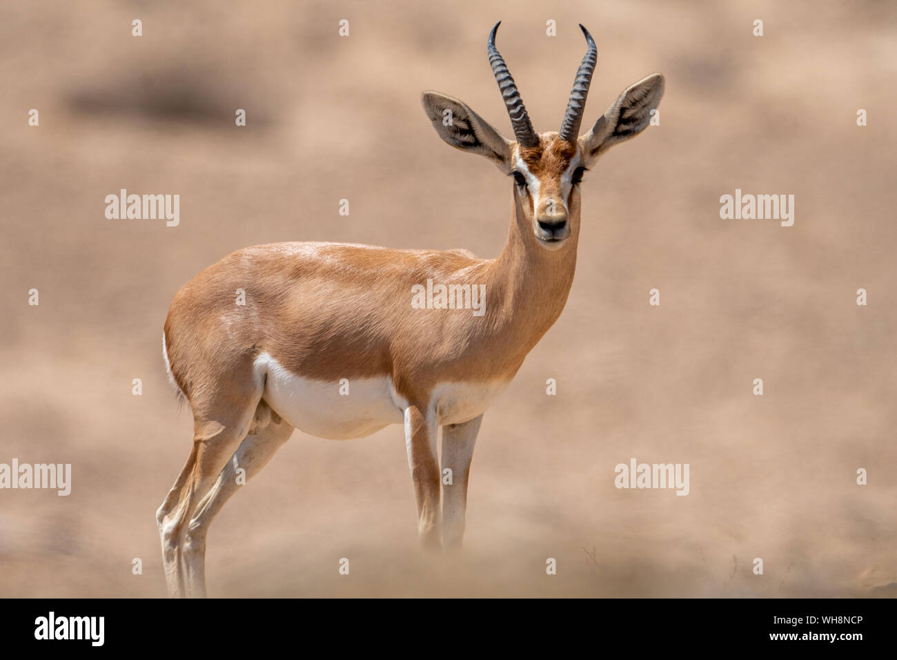 Männliche Dorcas Gazelle (Gazella dorcas) In der Wüste Negev Israel Stockfoto