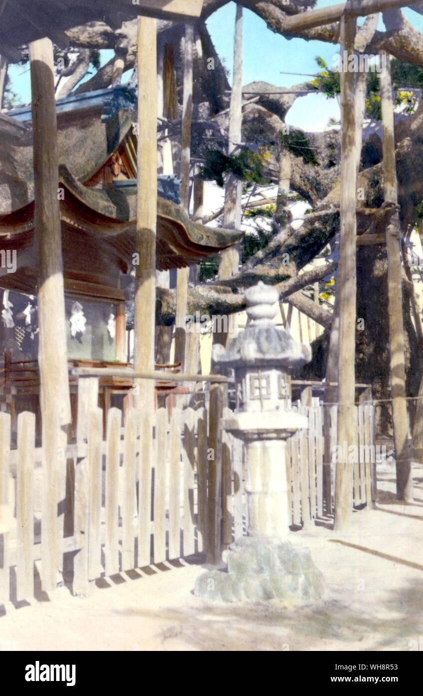 Shinto shrine among the pine trees near Karasaki. 1906. Stockfoto
