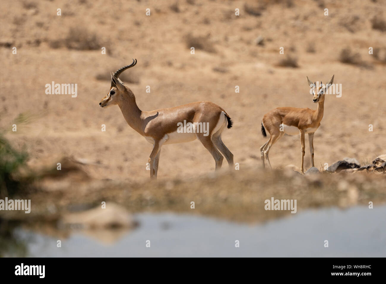 Dorcas Gazelle (Gazella dorcas) Junge und Reife kommen Wasser in der Wüste Negev Israel zu trinken Stockfoto