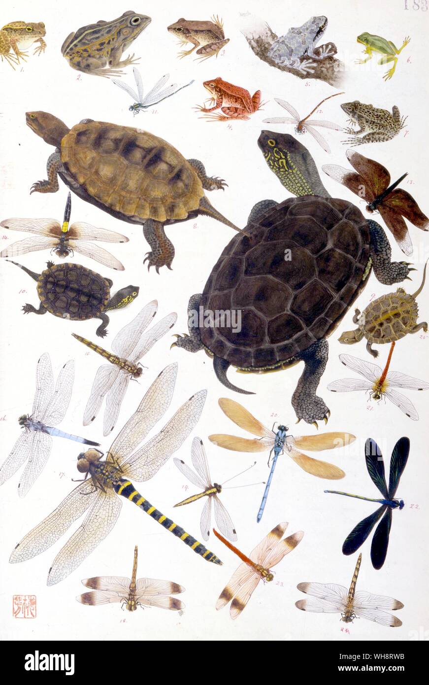 Japanische Schildkröten, Frösche und Libellen. Stockfoto