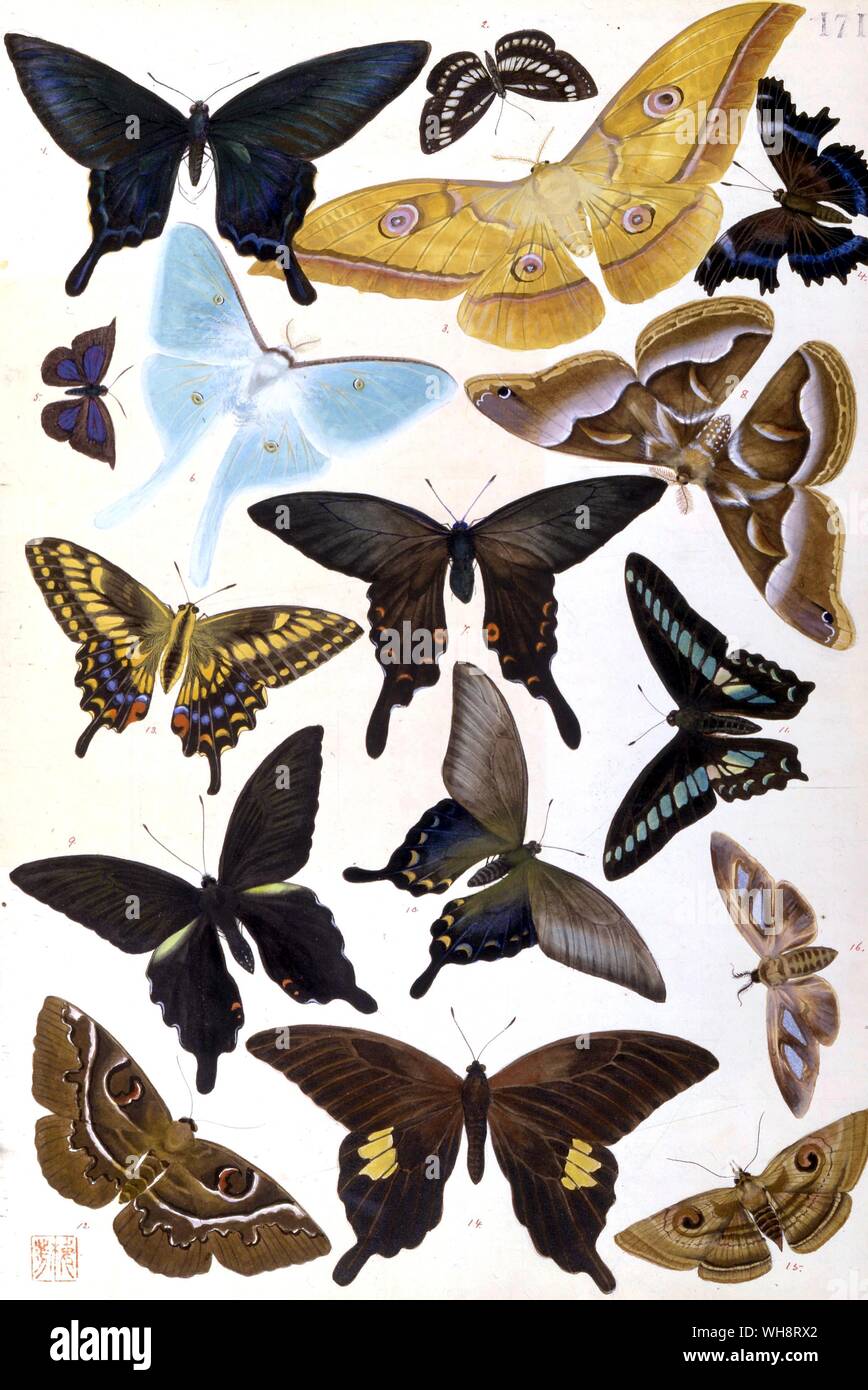 Japanische Schmetterlinge. Stockfoto