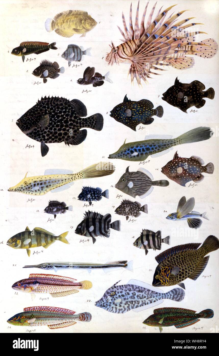 Japanische Fisch. Stockfoto