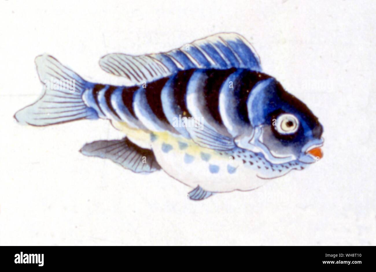 Abbildung japanischen Fisch Stockfoto