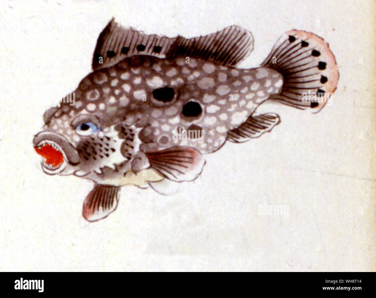 Abbildung japanischen Fisch Stockfoto