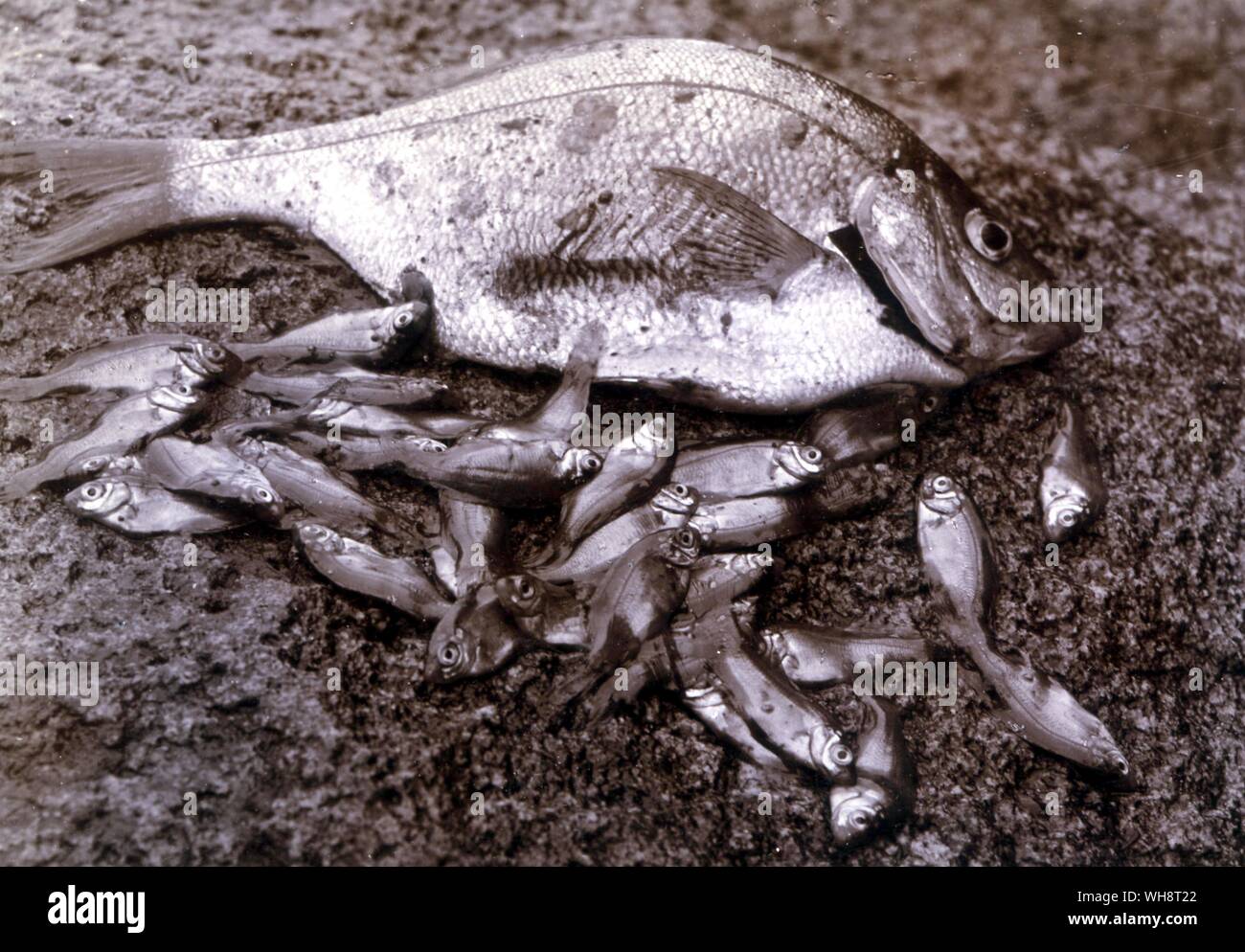 Eine tanago Fisch und ihren Jungen. 1900. Stockfoto