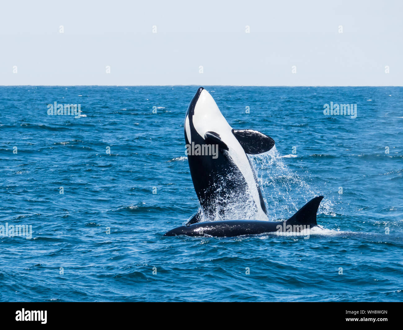 Vorübergehende Schwertwal (Orcinus orca) Verletzung des Monterey Bay National Marine Sanctuary, Kalifornien, Vereinigte Staaten von Amerika, Nordamerika Stockfoto