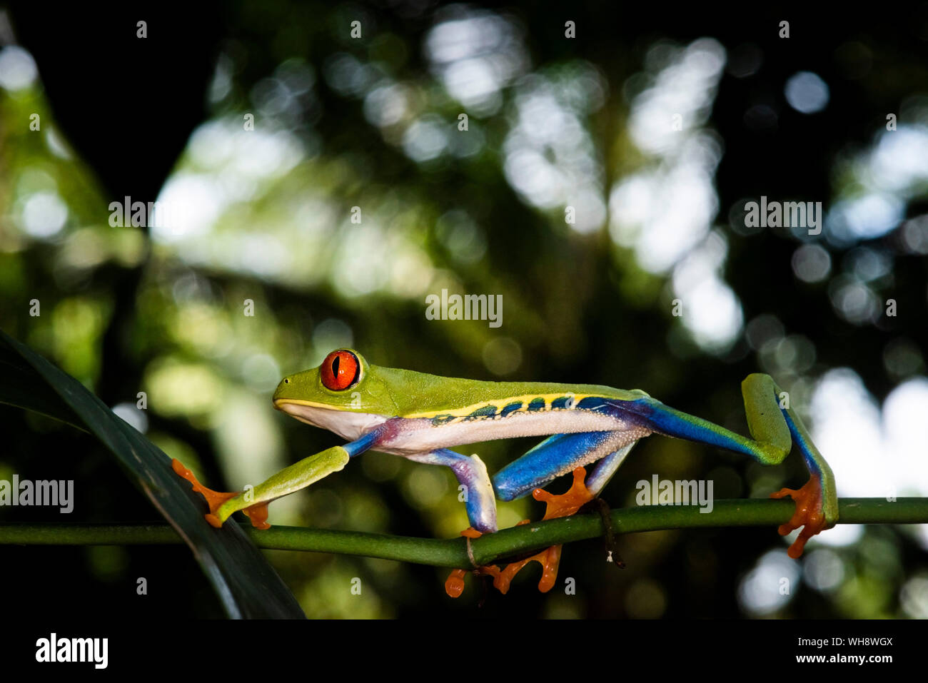 Red-eyed Tree Frog (Agalychnis callidryas), Sarapiqui, Provinz Heredia, Costa Rica, Mittelamerika Stockfoto