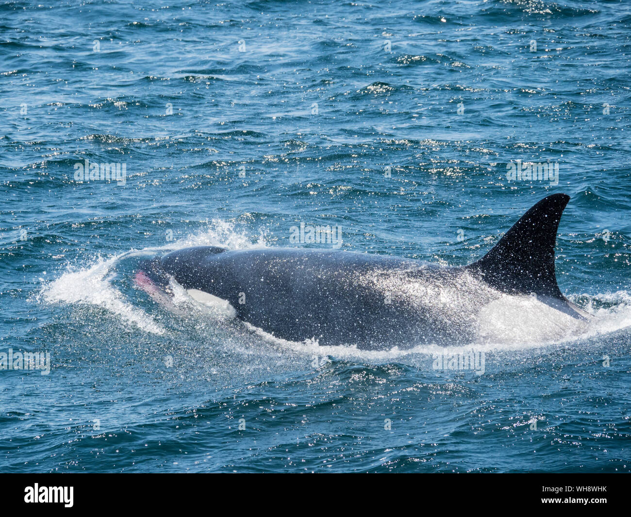 Vorübergehende Schwertwal (Orcinus orca) Planschleifen mit frischen töten, Monterey Bay National Marine Sanctuary, Kalifornien, Vereinigte Staaten von Amerika Stockfoto