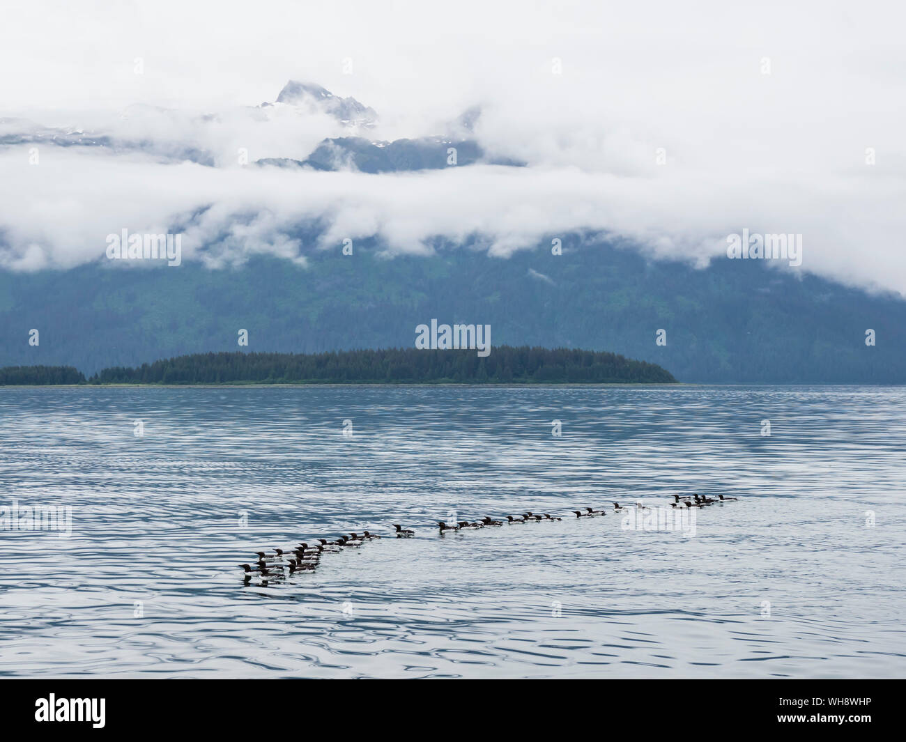 Eine Reihe von gemeinsamen murres (Uria aalge) am Brutplatz auf Süden Marmor Insel, Glacier Bay National Park, Alaska, Vereinigte Staaten von Amerika Stockfoto