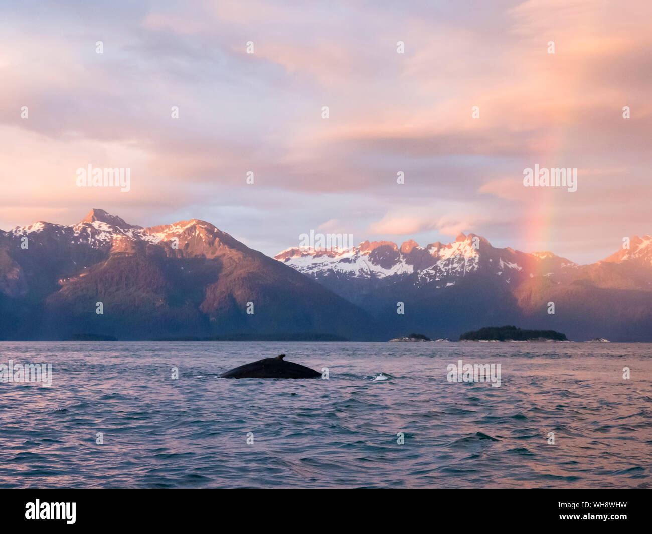 Buckelwale (Megaptera novaeangliae) bei Sonnenuntergang mit Rainbow im Glacier Bay National Park, Alaska, Vereinigte Staaten von Amerika, Nordamerika Stockfoto