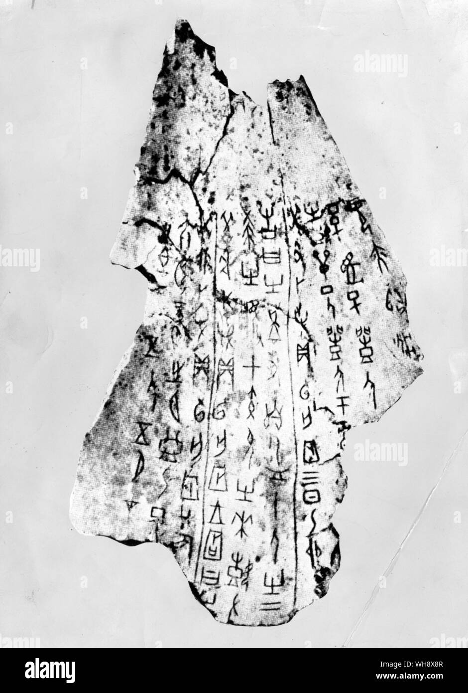 Ein oracle-Knochen (C.1600-C.1100) Stockfoto