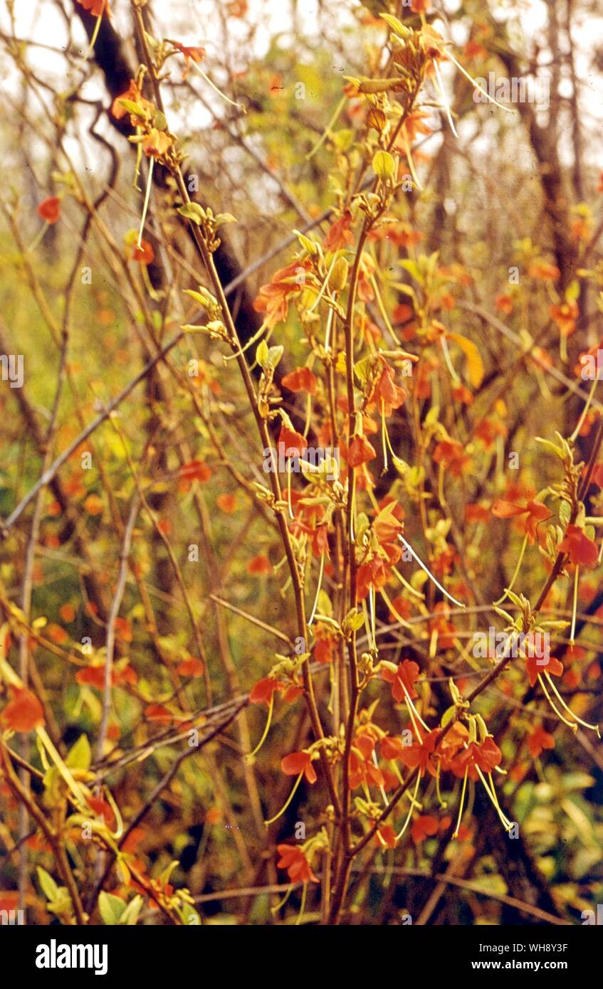 Möglicherweise Connaraceae Stockfoto