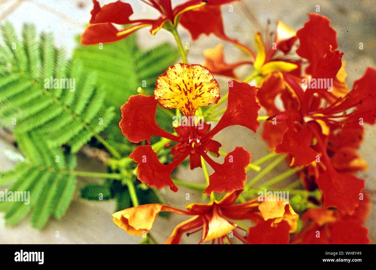 Delonix Regia (Caesalpinoideae) orinally aus Madagaskar Stockfoto