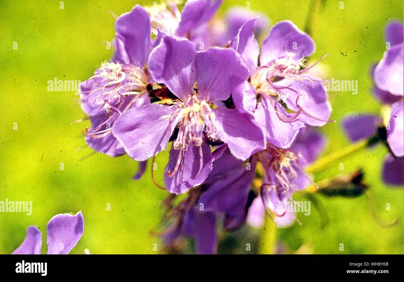 Tibouchina aegopogon (Melastomataceae) Stockfoto