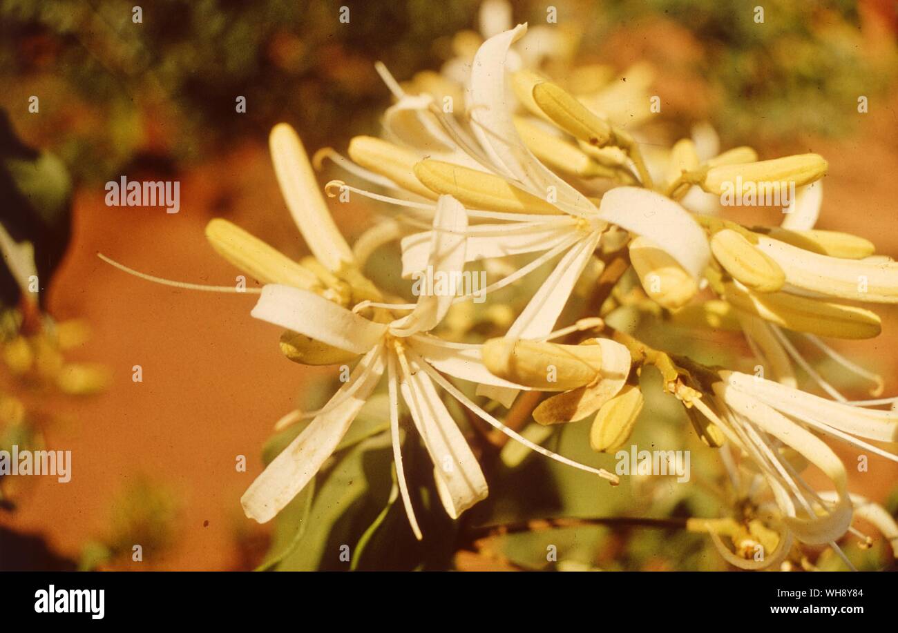 Odoratissima Spiranthera (Rutaceae) Stockfoto