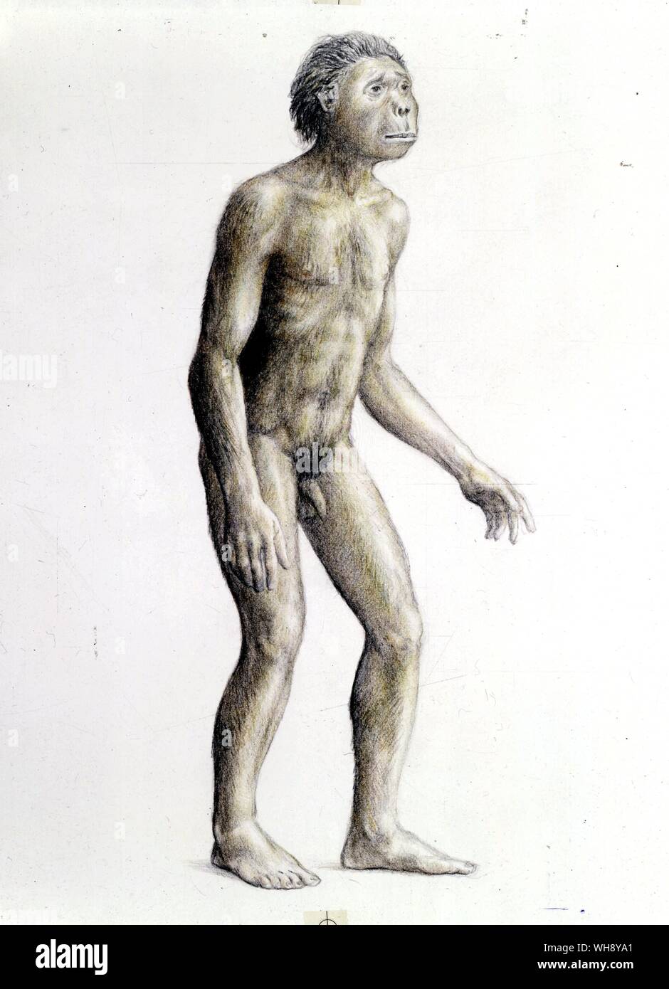 Eine Rekonstruktion des Homo habilis Stockfoto