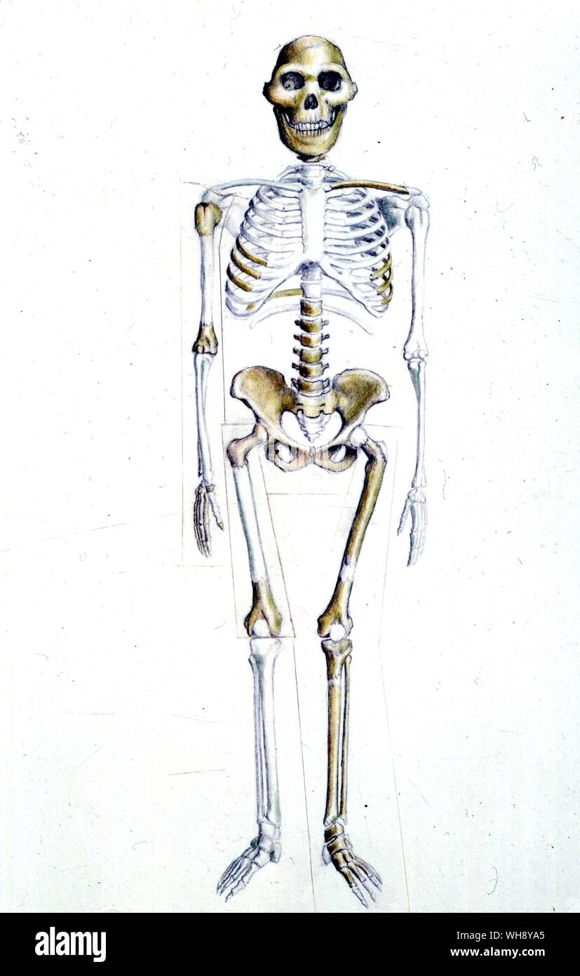 Skelton von Australopithecus Africanus. Stockfoto