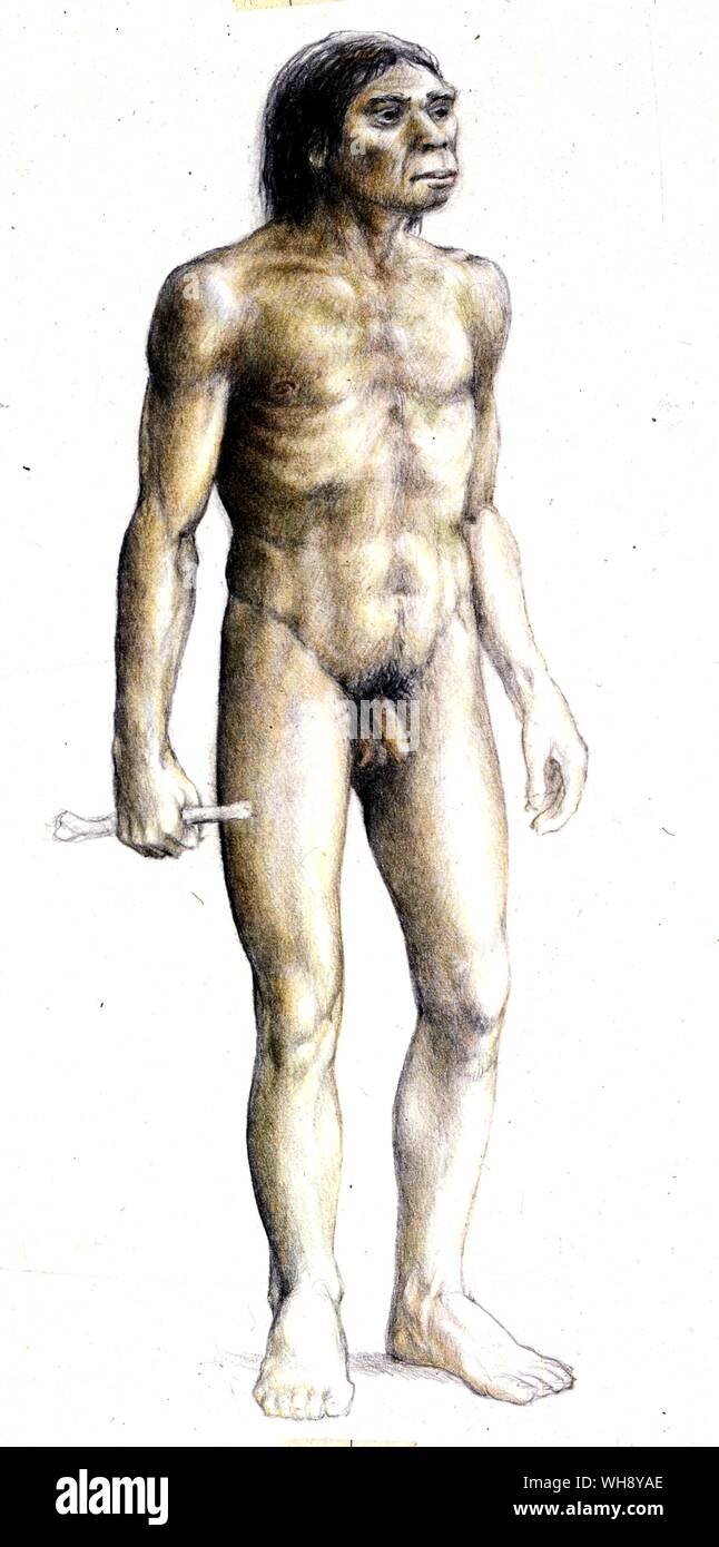 Eine Rekonstruktion des Homo Erectus Stockfoto