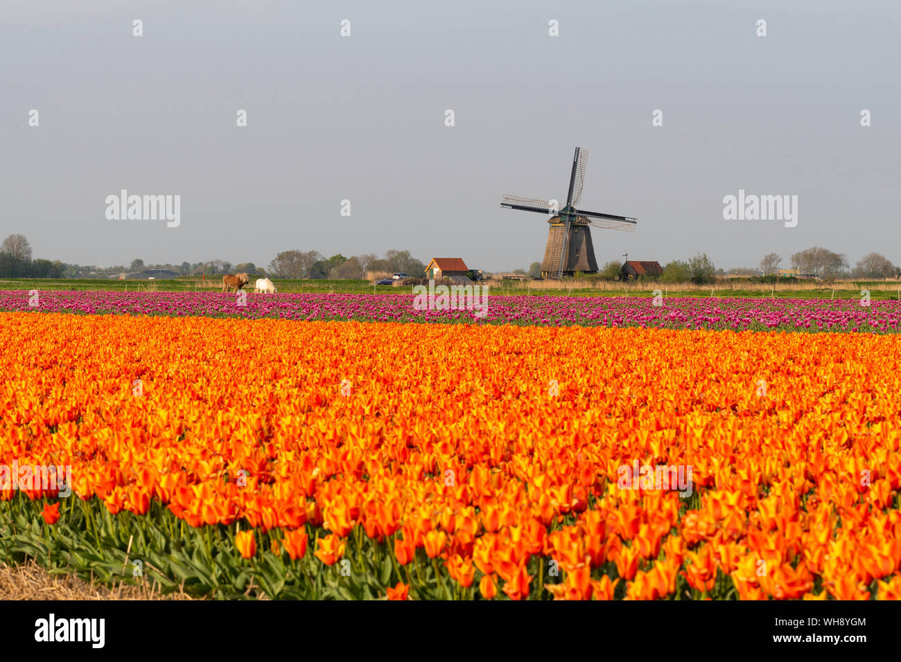 Tulpenfelder und Windmühlen, Lisse, Südholland, Niederlande, Europa Stockfoto