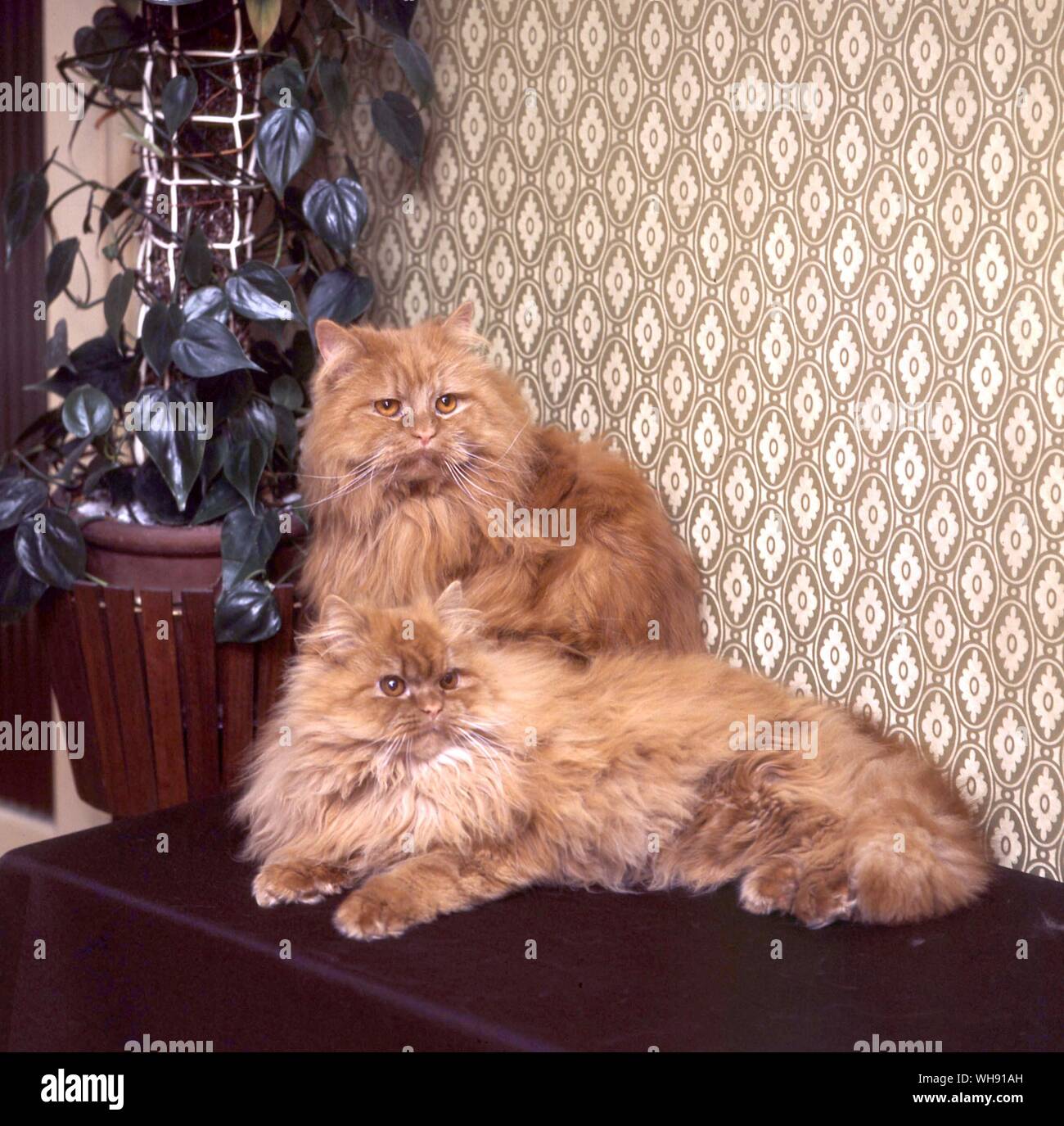 Katzen: Rote Pr. Willowgeer. Tiger Tim Stockfoto