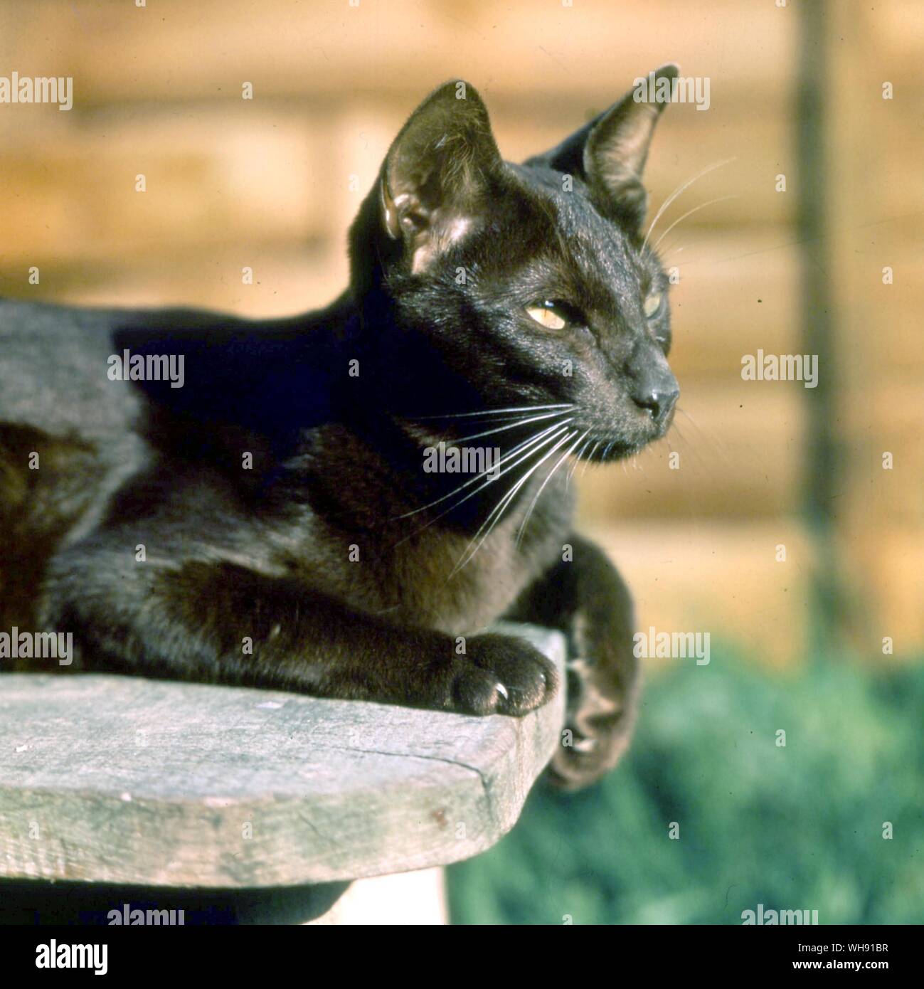 Cat/Braun Stockfoto