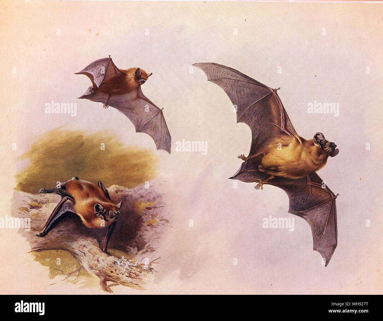 Der Große Abendsegler Fledermaus, der Gemeinsamen Pipistrelle Bat Stockfoto