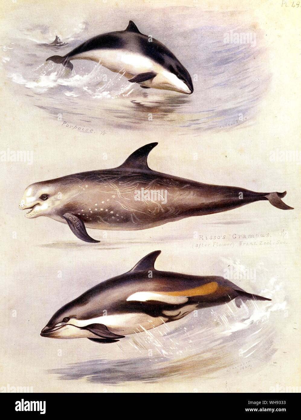 Die weißen Beaked Delphin, der Gemeine Delfin und die Flasche gerochene Dolphin Stockfoto