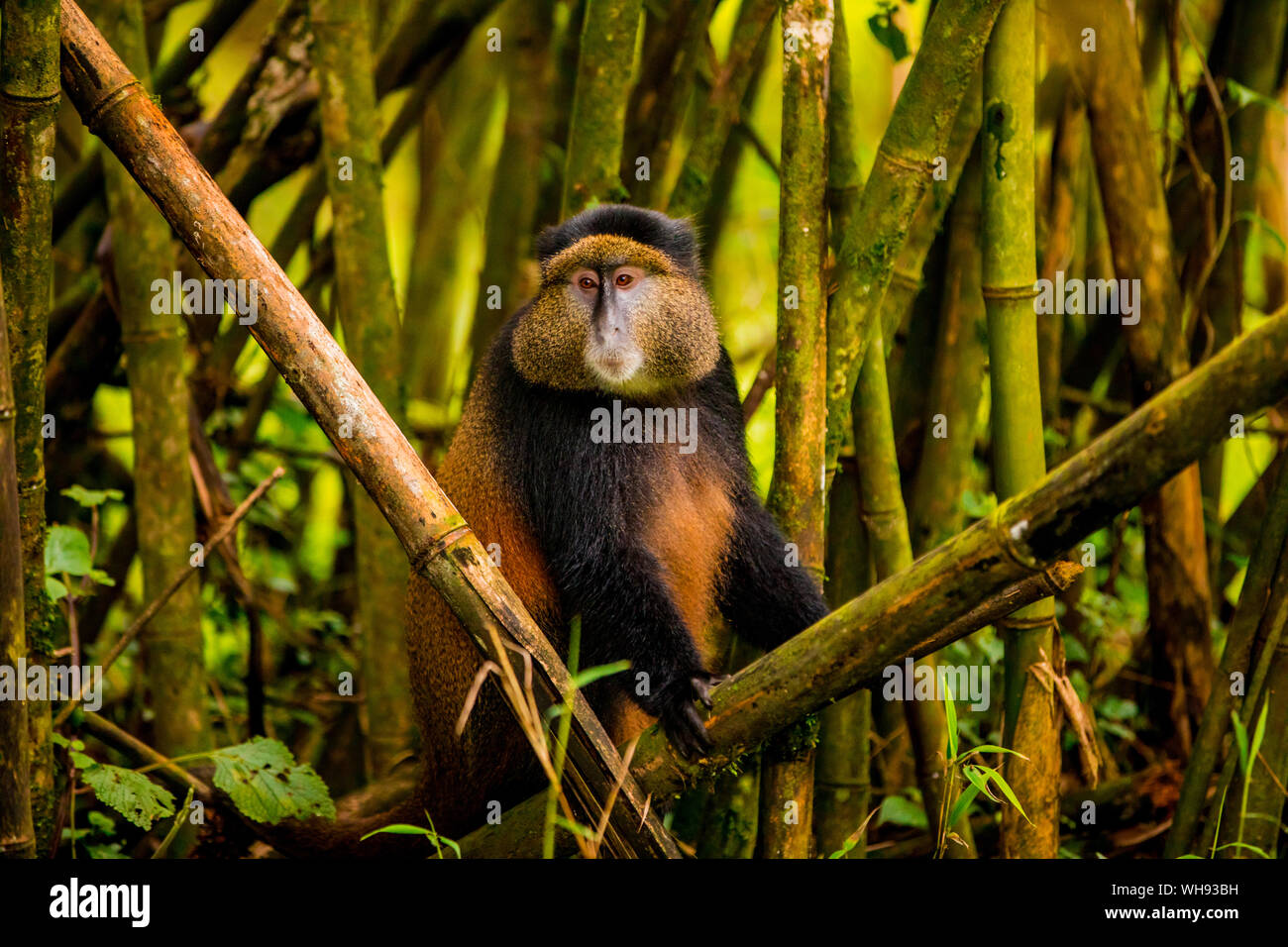 Golden Monkey in Volcanoes National Park, Ruanda, Afrika Stockfoto
