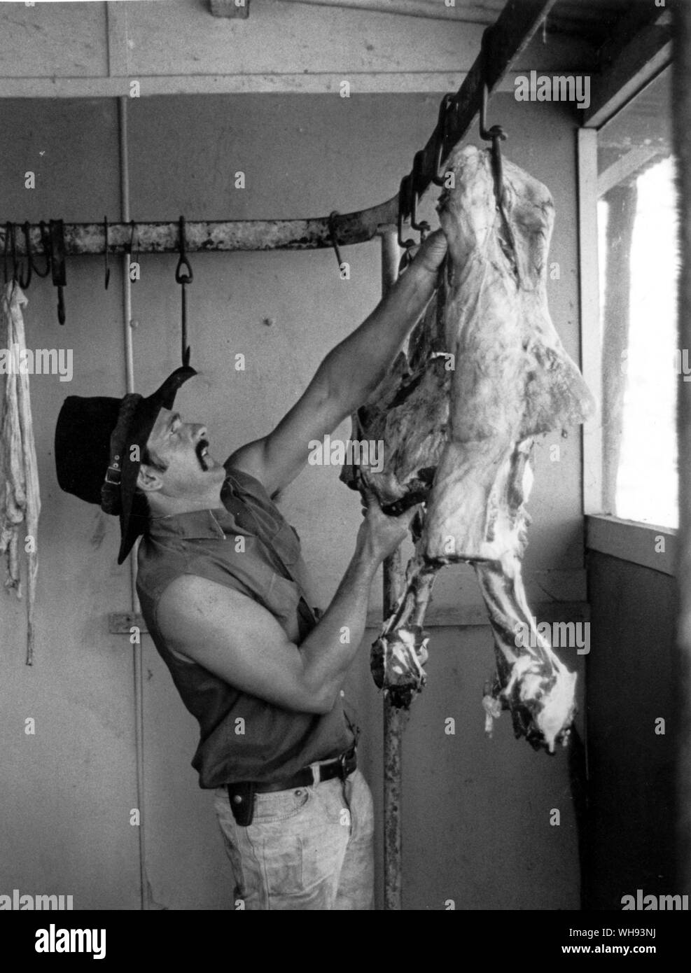 John Davis hängt Schlachtkörper in den Elsey Fleisch Zimmer Stockfoto