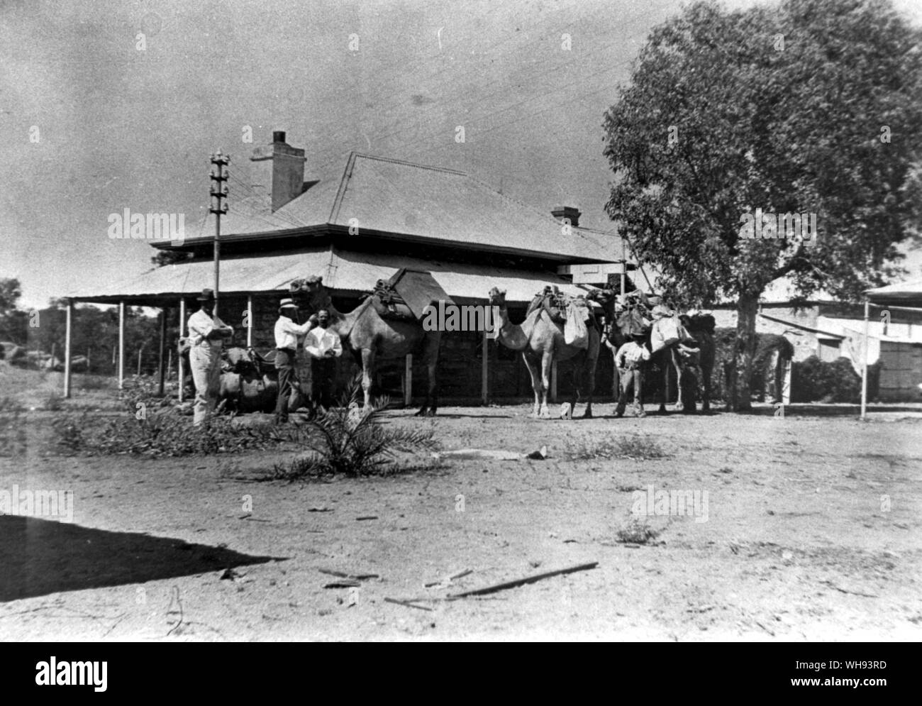 Kamel Züge unter der Leitung der afghanischen Kamel Fahrer ausgeliefert Mail und speichert in der Mitte. Kamel Zug kommt an Alice Springs Telegrafenstation in 1920s Stockfoto