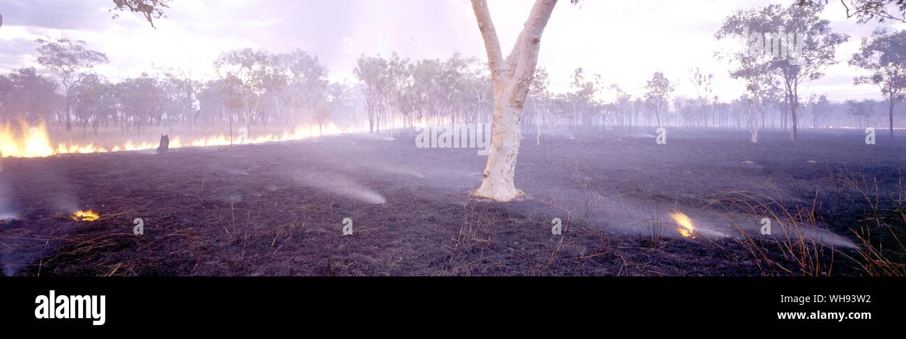Ghost Gum Bäume stehen auf gebrannten Boden Stockfoto