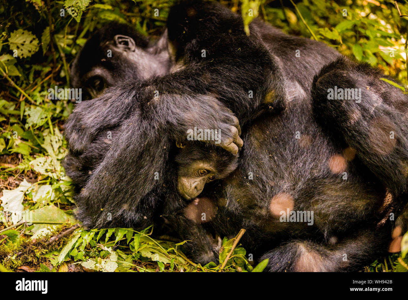 Berg Gorillas im Bwindi Impenetrable Forest Nationalpark, UNESCO-Weltkulturerbe, Uganda, Ostafrika, Südafrika Stockfoto