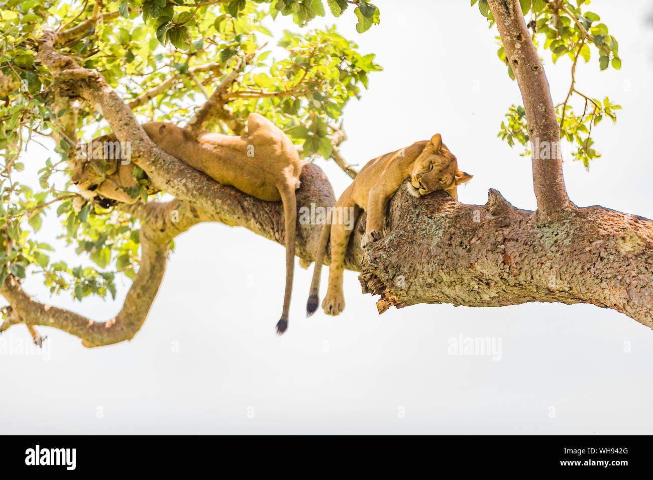 Hängende Löwen in die ishasha Sektor, Queen Elizabeth National Park, Uganda, Ostafrika, Südafrika Stockfoto