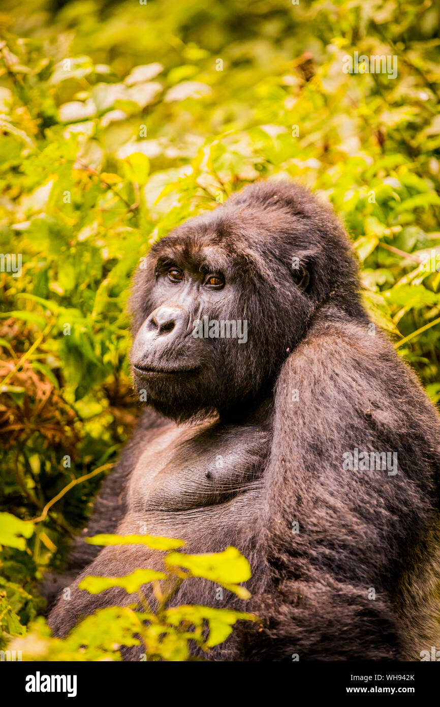 Berg Gorillas im Bwindi Impenetrable Forest Nationalpark, UNESCO-Weltkulturerbe, Uganda, Ostafrika, Südafrika Stockfoto