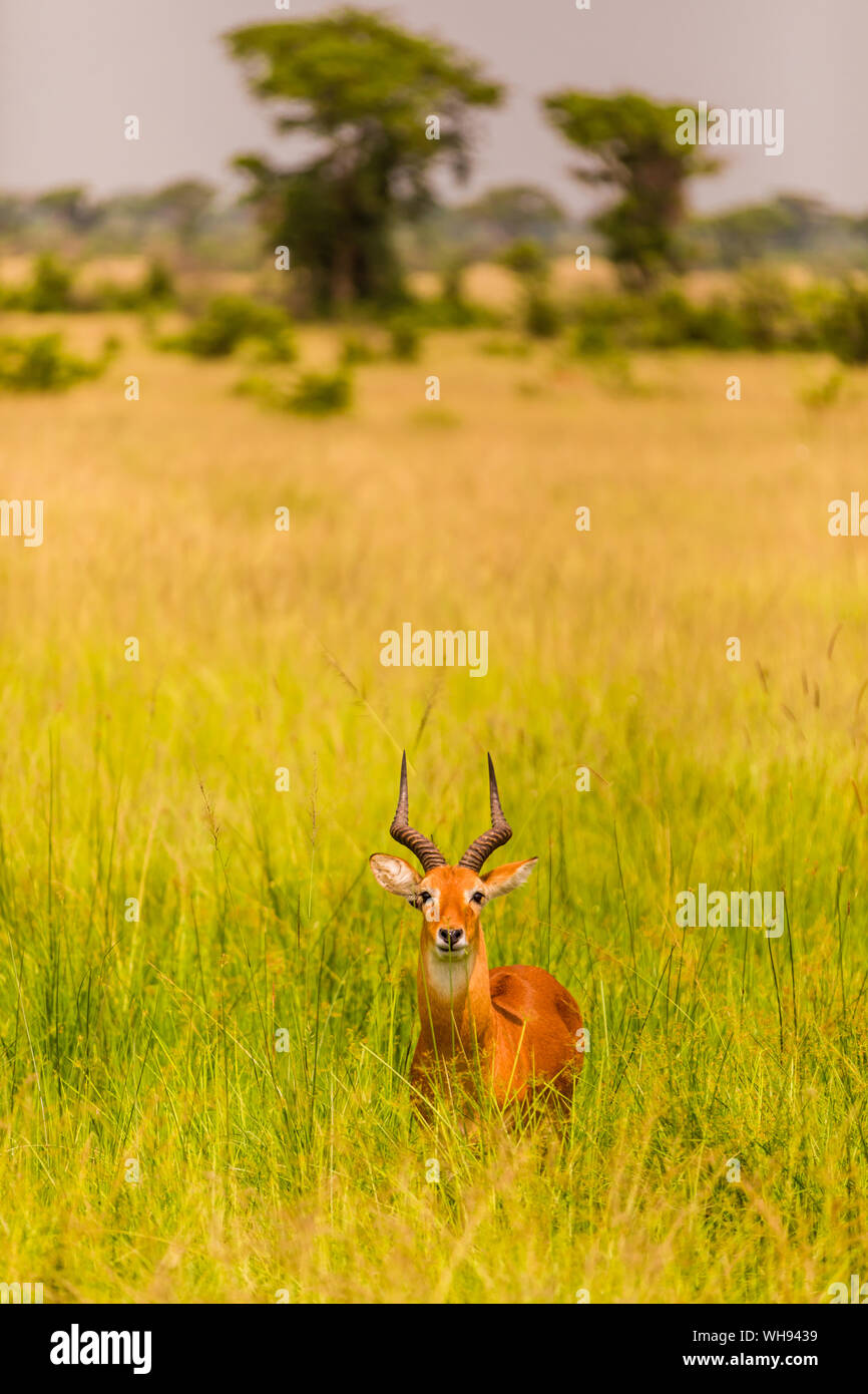 Die Antilope im Queen Elizabeth National Park, Uganda, Ostafrika, Südafrika Stockfoto