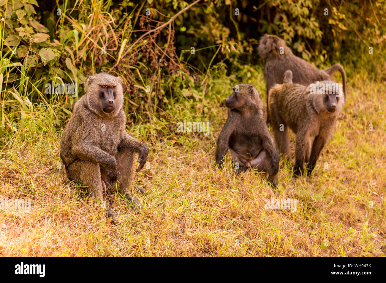 Paviane im Bwindi Impenetrable Forest Nationalpark, Uganda, Ostafrika, Südafrika Stockfoto