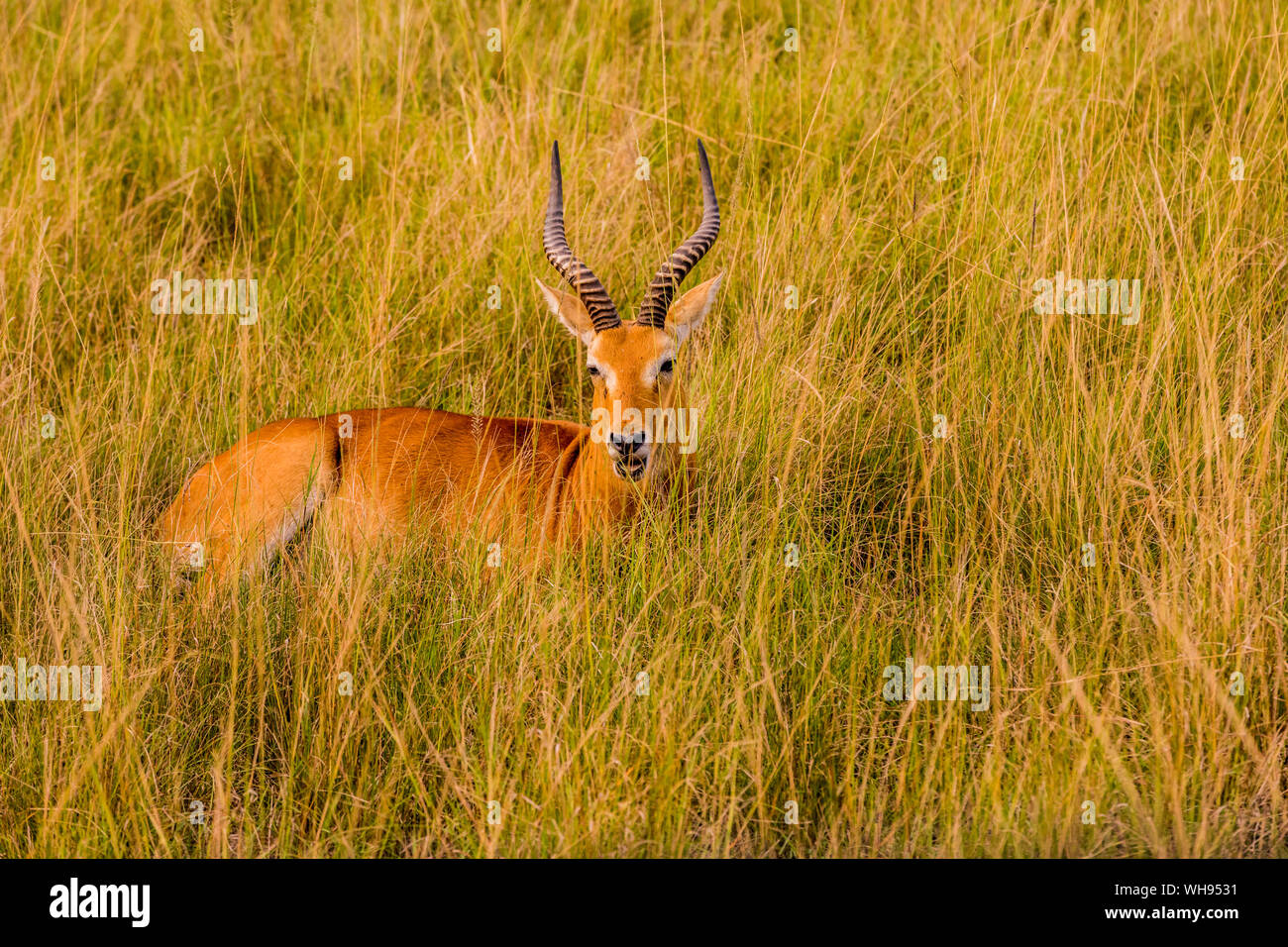 Die Antilope im Queen Elizabeth National Park, Uganda, Ostafrika, Südafrika Stockfoto