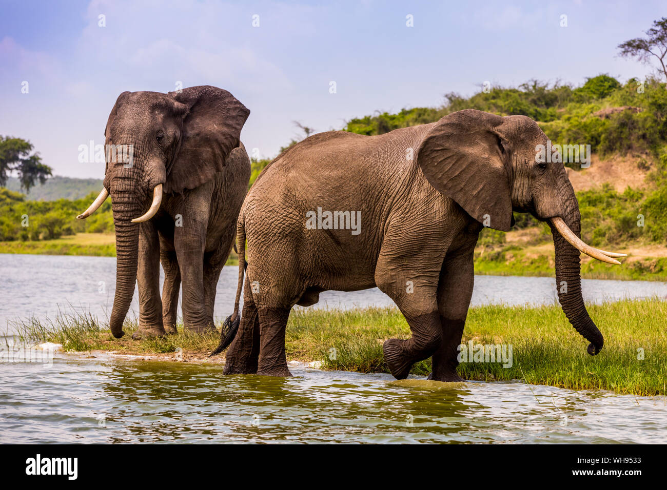 Elefanten im Queen Elizabeth National Park, Uganda, Ostafrika, Südafrika Stockfoto