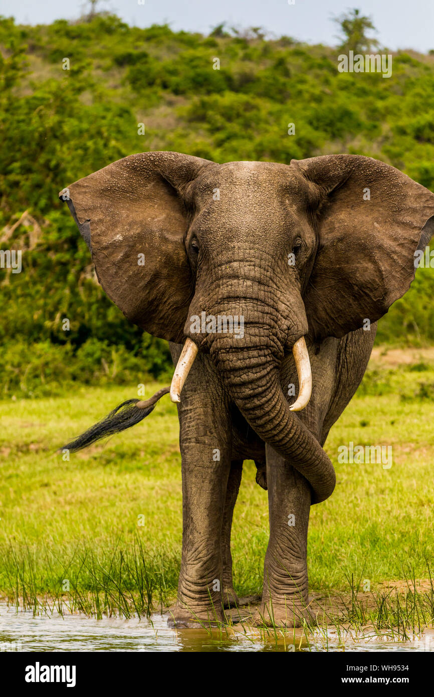 Elefanten im Queen Elizabeth National Park, Uganda, Ostafrika, Südafrika Stockfoto