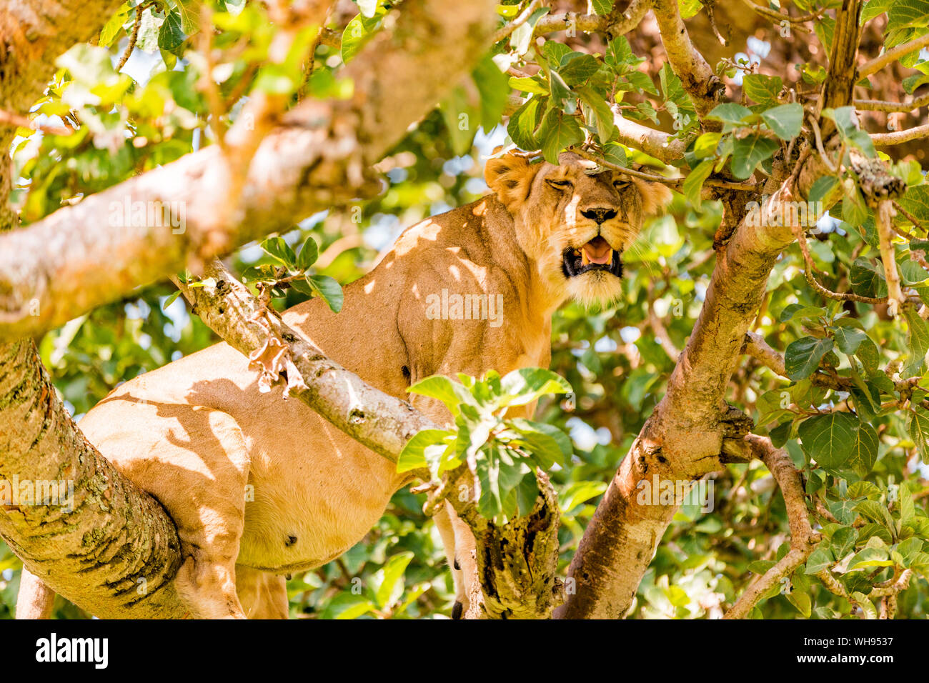 Hängende Löwen in die ishasha Sektor, Queen Elizabeth National Park, Uganda, Ostafrika, Südafrika Stockfoto