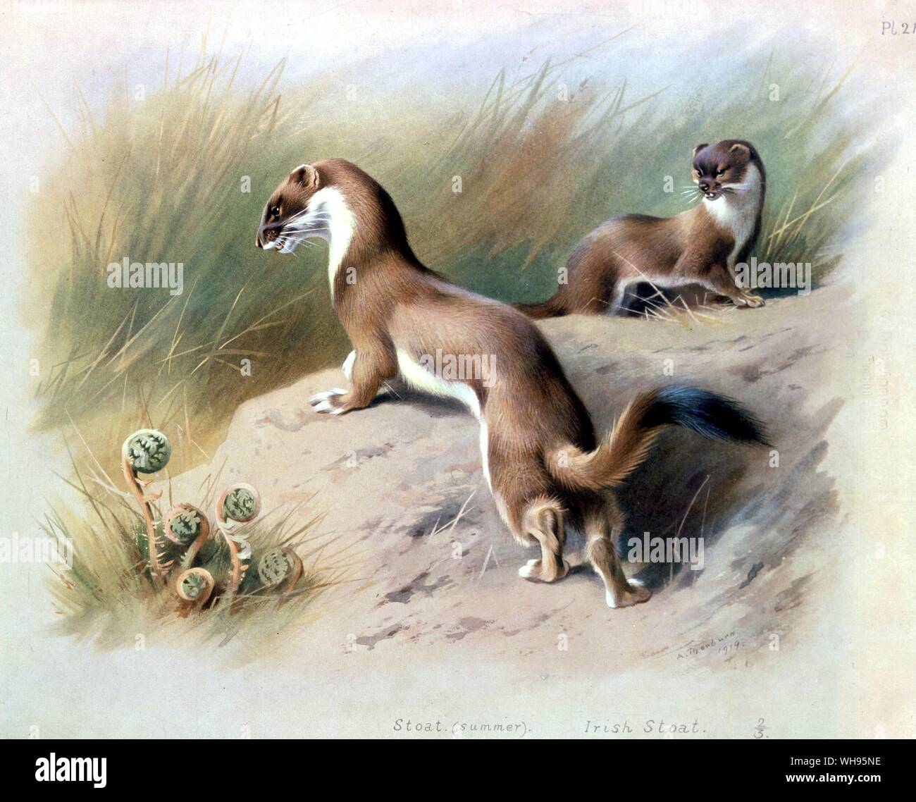 Thorburn's Wildlife. Hermeline im Sommer. Stockfoto